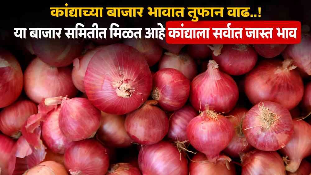 Onion Market Price